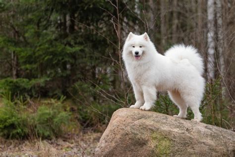 10 Big Fluffy Dog Breeds You Cant Help But Cuddle Great Pet Care