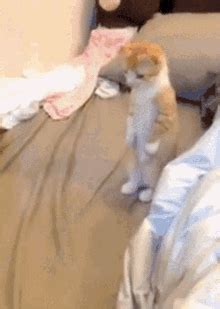 Standing Cat GIF Standing Cat Bed Discover Share GIFs