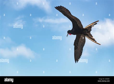 Frigatebird On Galapagos Islands Flying Magnificent Frigate Bird In