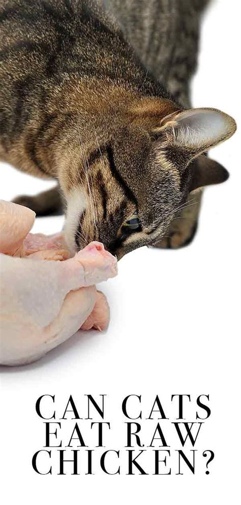 Can Cats Eat Raw Chicken Is It Safe And Can It Do Them Good Eating