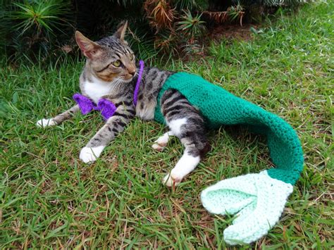 Top 10 Best Mermaid Cat Images