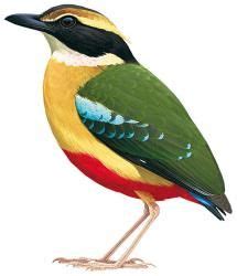African Pitta Pitta Angolensis Bird Art Bird Pitta