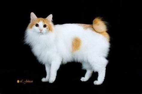 japanese bobtail cats breed profile  facts