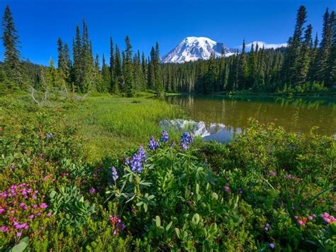 Mount Rainier National Park Reopens Facilities To Public