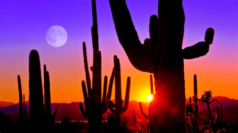 Sunset At Saguaro National Park Near Tucson Arizona Usa Windows