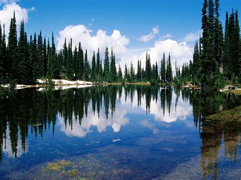 Fondos De Pantalla Árboles Bosque Lago Naturaleza Reflexión