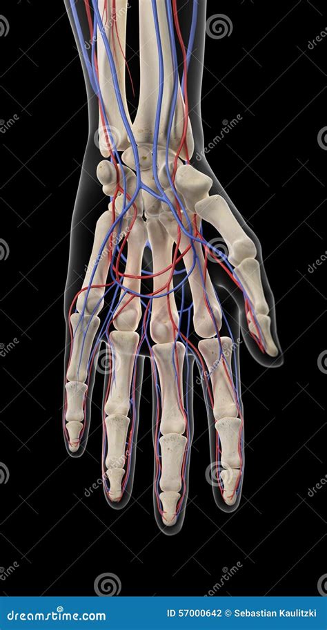 The Arteries And Veins Of The Hand Stock Illustration Illustration Of