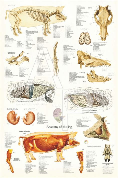 Pig Internal Anatomy