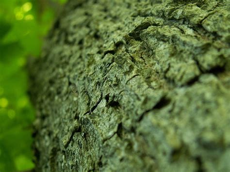 Tree Bark Stock Image Image Of Blur Biology Rain Rind 330393