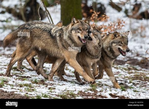 Wolves Snow Hi Res Stock Photography And Images Alamy