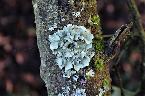 Lichen | NatureSpot