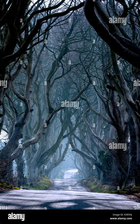 The Dark Hedges County Antrim Ballymoney Northern Ireland Stock