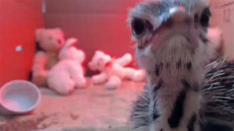 Pip The Rescued Baby Ostrich Explores Her New World On Live Feed Video