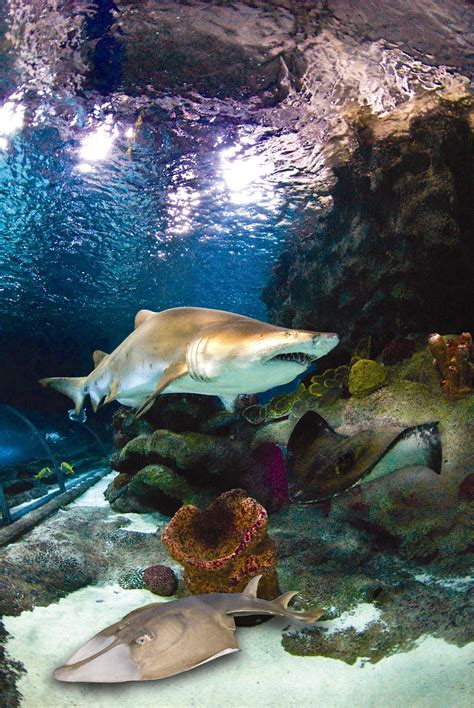 Sharks At Blue Planet Aquarium