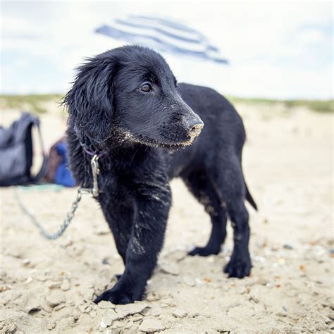 Flatcoated Retriever Puppy At The Beach 13 Weeks Dog Beach