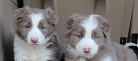 Red Merle And Blue Merle Border Collie Puppies For Sale Al