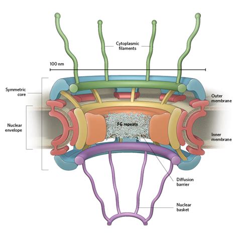 Infographic The Nuclear Pore Complex The Scientist Magazine®