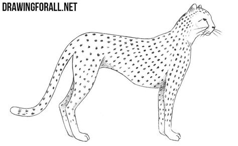 How To Draw A Cheetah Easy At Drawing Tutorials