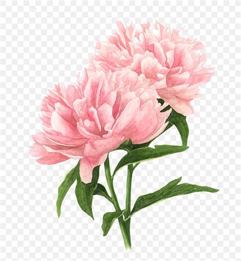 Peony Drawing Watercolor Painting Pink Flowers Png 700x889px Peony