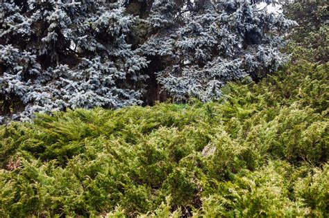 Landscape Blue Spruces Juniper Bushes Stock Photos Free And Royalty