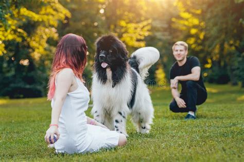 Newfoundland Dog Plays With Man And Woman Stock Image Image Of