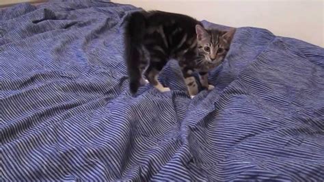 Cat Flip By Miss Bubble Funny Cat Youtube