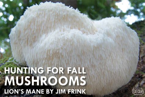On The Hunt For Fall Mushrooms Dnr News Releases