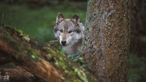 Conflict Between Wolves And Ranchers Touches Issues Of Conservationism