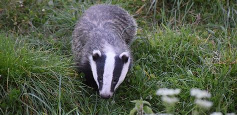 Uk Government Announces Plans To Phase Out Badger Cull