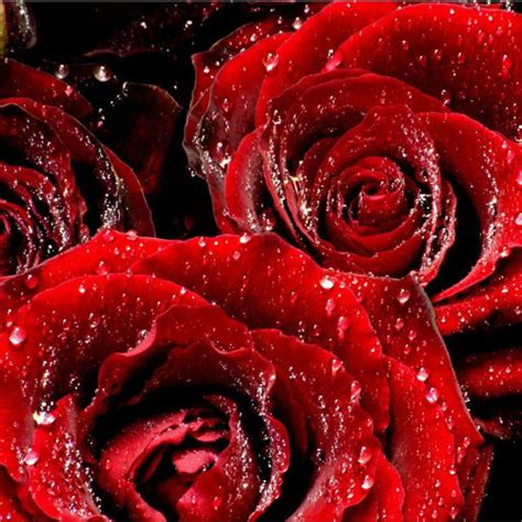 7 Fun Facts About Roses Blog Send Flowers Online Free Uk Delivery