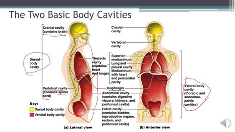 Language Of Anatomy Video 3 The Body Cavities Youtube