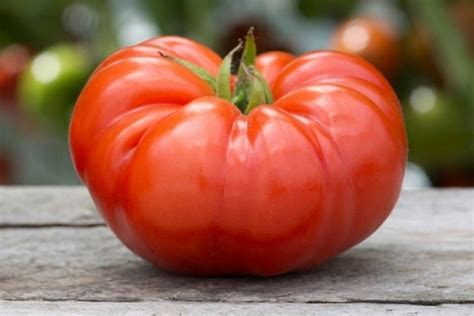 Organic Beefsteak Tomato Seeds — San Diego Seed Company
