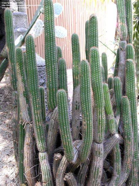 The watering method is very important to keep golden torch cacti healthy. PlantFiles Pictures: Golden Torch, Torch Cactus, White ...
