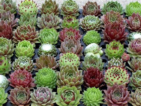 How To Grow And Care For Sempervivum World Of Succulents