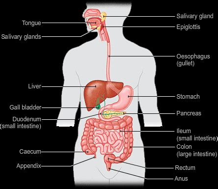 This starts at the mouth, continues via the oesophagus and stomach to the intestines, and ends at the anus. Honors Bio: Energy Flow in Organisms