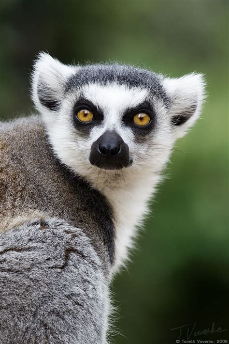 Lemur By ~vetchykocour On Deviantart Lemur Animals Beautiful Cute