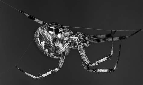 Black And White Spider Open Photography Forums