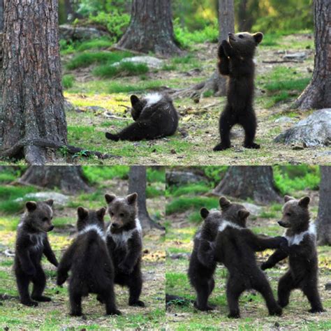 Bear Cubs Dancing In Finland Pics