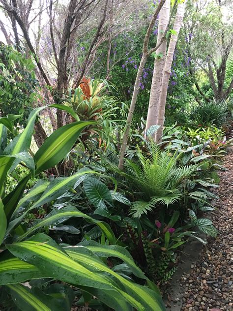 Understory Small Tropical Gardens Shade Plants
