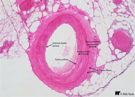 Image Result For Artery And Vein Histology Arteries A