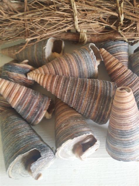 Brown Spiral Top Cone Seashells Shells Diy Coastal Decorating Etsy