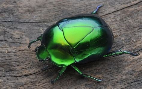 Metallic Green Beetle Macraspis Sp Green Beetle Beetle Beautiful