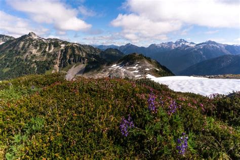 Wildflowers At North Cascades National Park In The Summer Stock Image