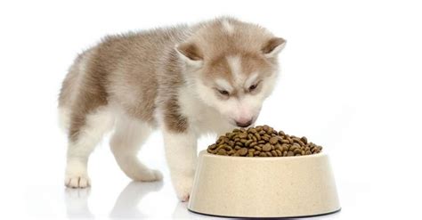 Note that other factors, such as your husky dog's current health condition and especially activity levels will. Best Dog Food for Huskies, Siberian Husky 2019 - Buyer's Guide