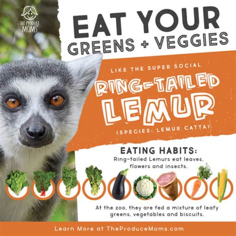 Eat Like A Ring Tailed Lemur Malagasy Lasopy Soup