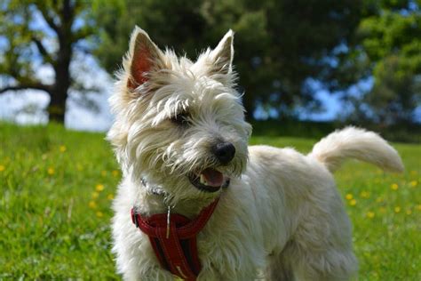 Playful And Inquisitive Meet The Cairn Terrier