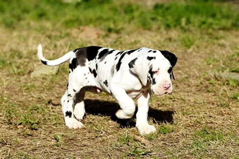 Pics Of Great Danes Puppies Cute Puppies