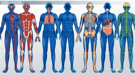Levels Of Organization Organ Systems In The Human Body Video