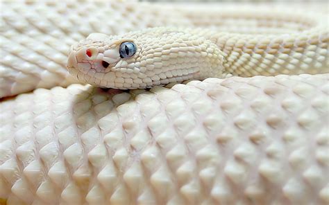 White Cobra Cobra All About Snake World Snake Tattoo Design