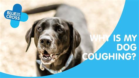 Why Do Dogs Cough Dogs Coughing Blue Cross